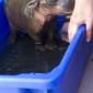 Baby Hippo