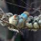 Cuddle Birds