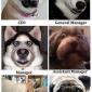 Work Dogs