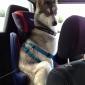 Buckled In