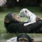 Chimp & Tiger