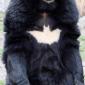 Bat-Bear
