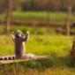 That's A Strong Lemur