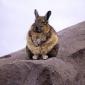 Bunny Pondering