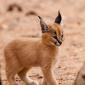 Baby Lynx