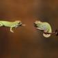 Baby Chameleons