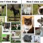 Cats & Dogs