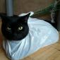Bag Cat
