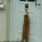 Knock Knock