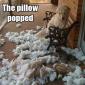 The Pillow Popped