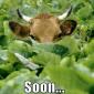 Soon