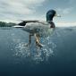 Quack