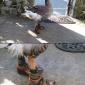 Goose With Sandals