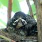 Angry Bird