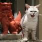 Copy Cat