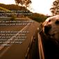 Dog's Life