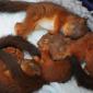 Baby Squirrels