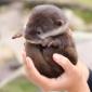 Baby Otter