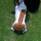 Just a Jack-Russel
