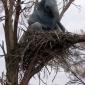 Elephant in A Birds Nest
