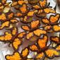 Butterfly Cupcakes