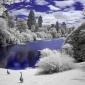 Infrared Trees