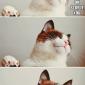 Unicorn Horn For Cats!