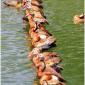 Got all my ducks in a row...