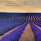 Lavender Fields