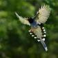 Taiwan Blue Magpie