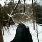 Icy Leaf