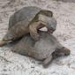 Turtle Sex