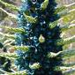 Blooming Puya Plant