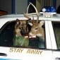 Deer In Police Car