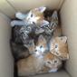 Kitty Box