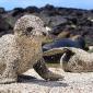 Baby Seals Playing On The Beach