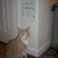 Hungry Cat