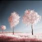 Infrared Trees