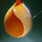 Burst Balloon