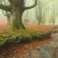 Roots