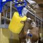 Happy Cow