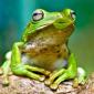 Frog Kiss