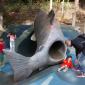 The Salmon Slide....