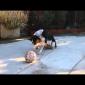 Smartest Dog In The World