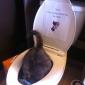 Cat Toilet Training