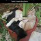 Planting Cats