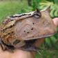 Real Life Hypnotoad