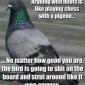 Pigeons
