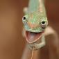 Baby chameleon