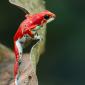 Strawberry Poison-Dart Frog